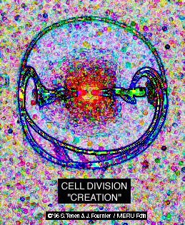 Cell Division Creation